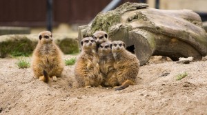 meerkat-164921_1280